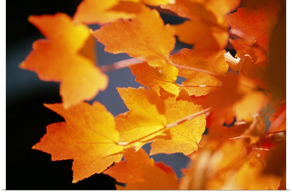 Autumn Color Maple Tree Leaves