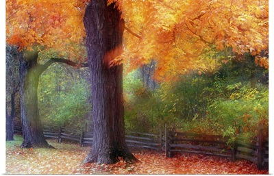 Autumn color maple trees by fence line, soft focus, Michigan