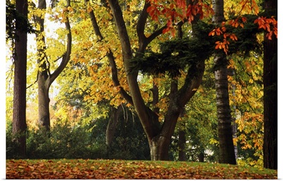 Autumn Color Trees