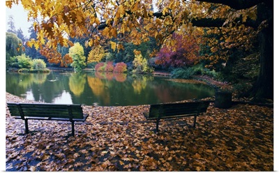 Autumn color trees and fallen leaves along pond, empty park benches, Oregon, united states,