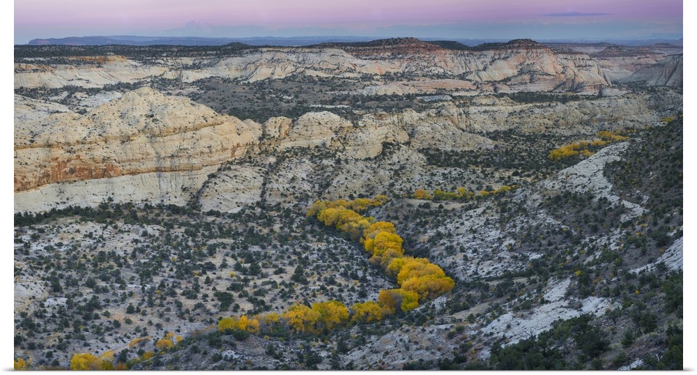 Autumn cottonwood trees outline the Deer Creek drainage from Highway 12, Grand Staircase-Escalante National Monument, Utah...