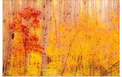 Autumn Forest w/Birch Trees Canada