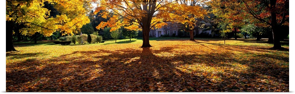 Trees in autumn are photographed panoramically as their leaves have fallen and blanketed the ground.