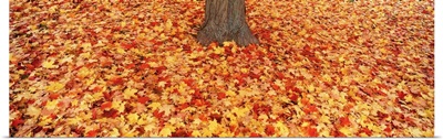 Autumn leaves near a tree trunk, Grand Rapids, Michigan