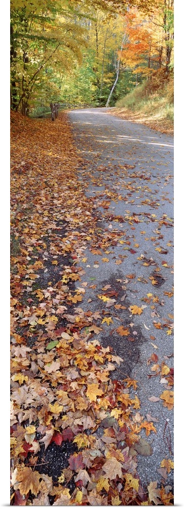 Autumn leaves on a road, Leland, Michigan