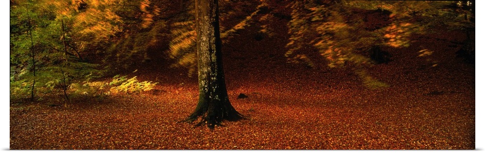 Autumn Leaves Perthshire Scotland