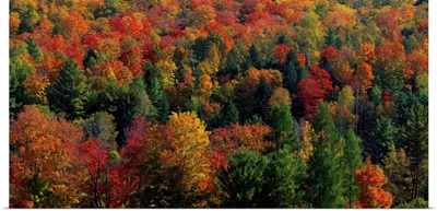 Autumn Leaves Vermont