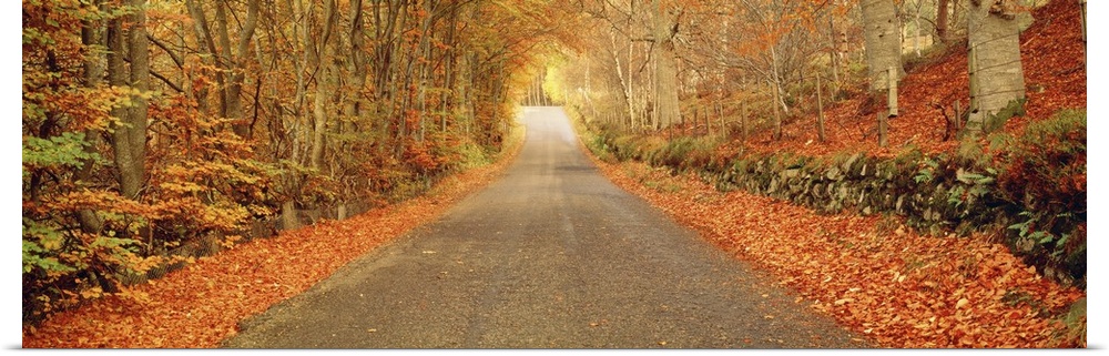 Panoramic photograph taken of a desolate street encapsulated by a woodland full of bare trees and their fallen leaves.