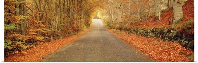 Autumn Road Scotland