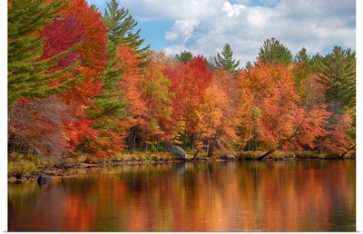 Autumn trees at Oswegatchie River, Adirondack Mountains State Park, New York