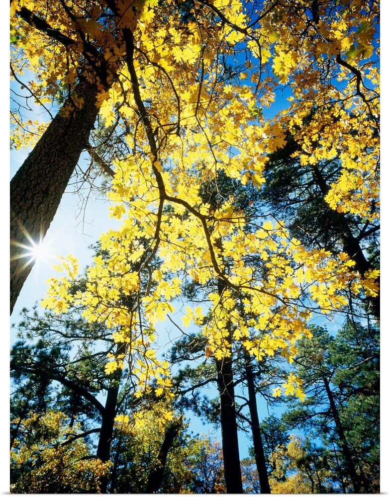 Vertical, low angle photograph, looking toward the bright sun through the golden leaves on the branches of a large tree, s...
