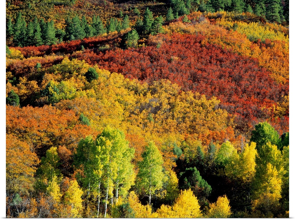Aerial view of a fall foliage covered forest on canvas.
