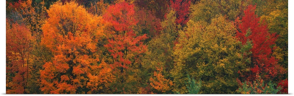 Aerial photograph on a giant canvas of fall colored trees in Connecticut.