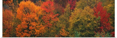Autumn Trees CT