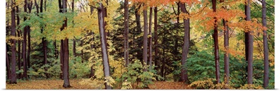 Autumn trees in a forest, Chestnut Ridge Park, New York