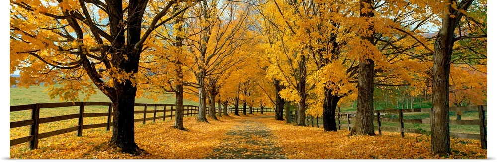 A winding paved path covered in fall leaves is lined on either side by foliage and a country fence in this large landscape...