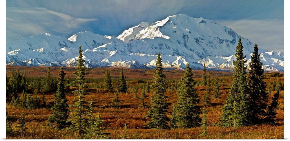 Autumn tundra and spruce trees, Mt McKinley, Denali National Park, Alaska