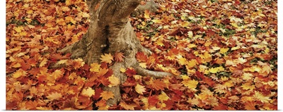 Autumnal leaves of a Maple tree scattered on the ground