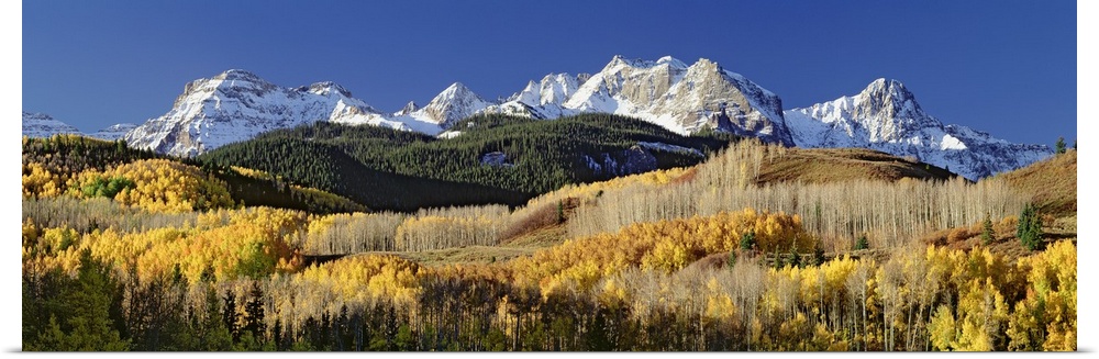 A wide angle photograph of a large forest during the fall season with snow covered mountains just behind it.
