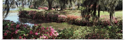 Azaleas and willow trees in a park, Charleston, Charleston County, South Carolina,