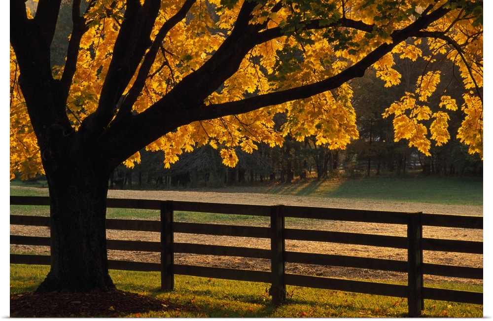 Back lit autumn color tree and fenceline, Maryland