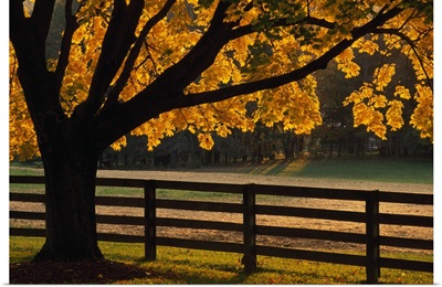 Back lit autumn color tree and fenceline, Maryland
