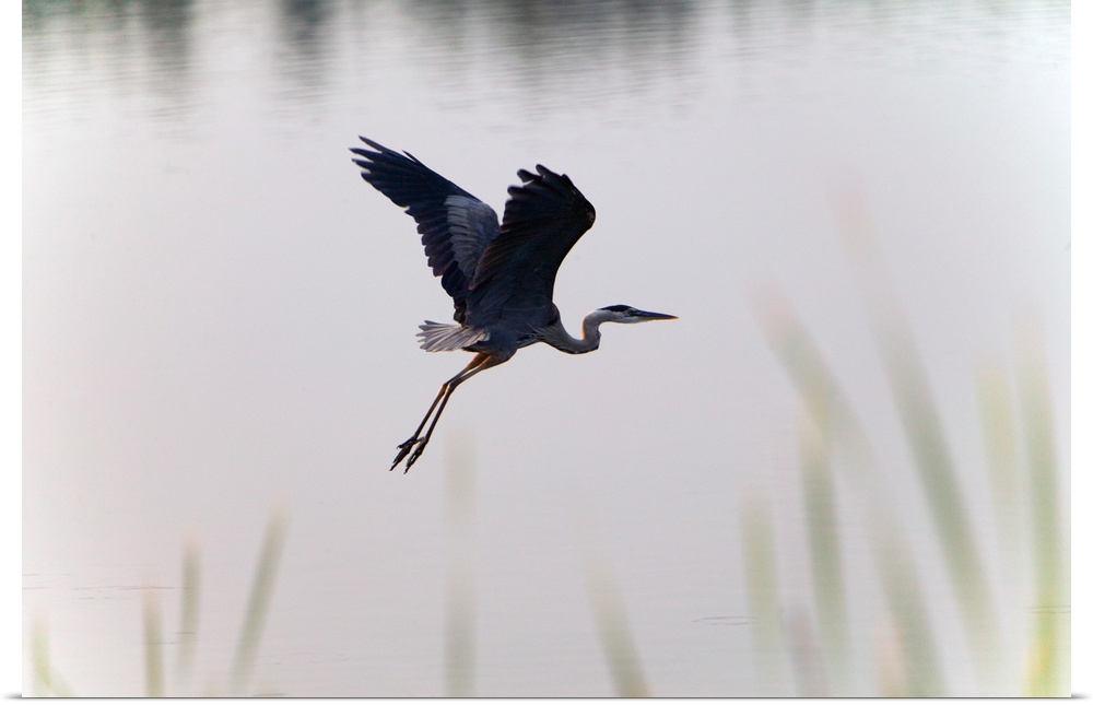 Back lit great blue heron (Ardea herodias) flying over water, selective focus, Huntington Beach State Park, South Carolina