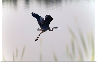 Back lit great blue heron (Ardea herodias) flying over water, selective focus, Huntington Beach State Park, South Carolina