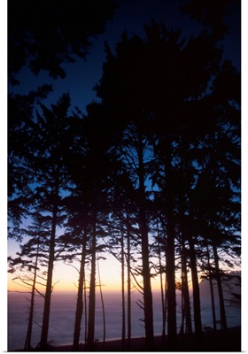 Back Lit Pine Trees At Second Beach