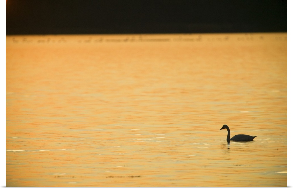 Back lit tundra swan (Cygnus columbianus) on calm water, sunset, Mattamuskeet National Wildlife Refuge, North Carolina