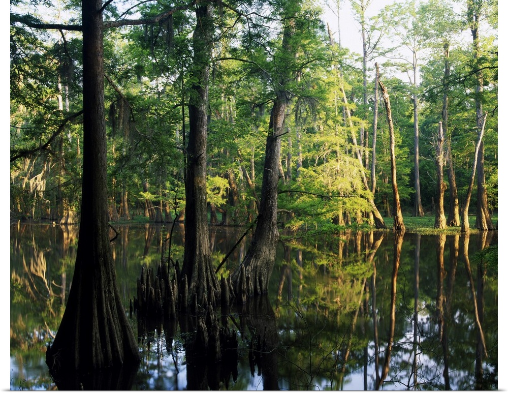 Large trees are photographed as they grow from water. A line of them stand in the background.