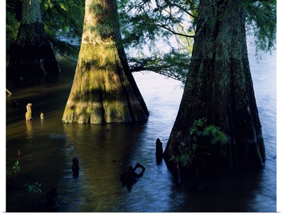 Bald cypress trees (Taxodium distichum) in Lake Bolivar, close up, Mississippi