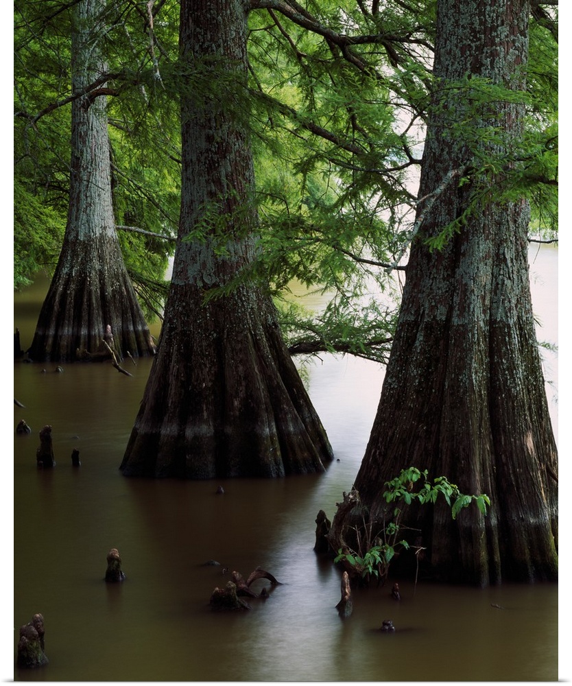 Giant vertical photograph of several large cypress tree trunks with branches of green overhead, in the water of Lake Boliv...