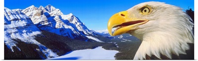 Bald Eagle & Peyto Lake Alberta Canada