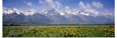 Balsamroots in front of a mountain range, Grand Teton National Park, Wyoming