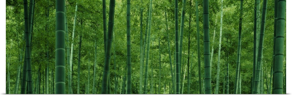 Large panoramic photo of bamboo tree trunks in a forest.