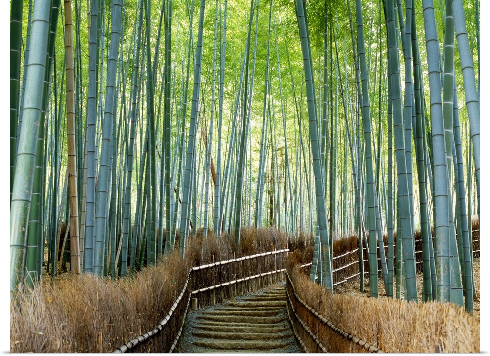 Forest stairway Kyoto Japan
