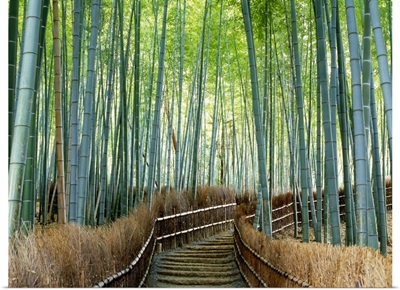Bamboo forest, Kyoto City, Kyoto Prefecture, Japan