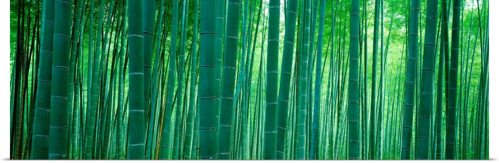 Panoramic wall art of vertical stalks of bamboo in a shaded forest.