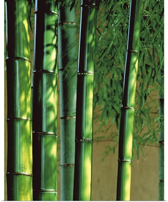 Bamboo stalks
