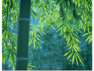 Bamboo tree in a forest, Saga Prefecture, Japan
