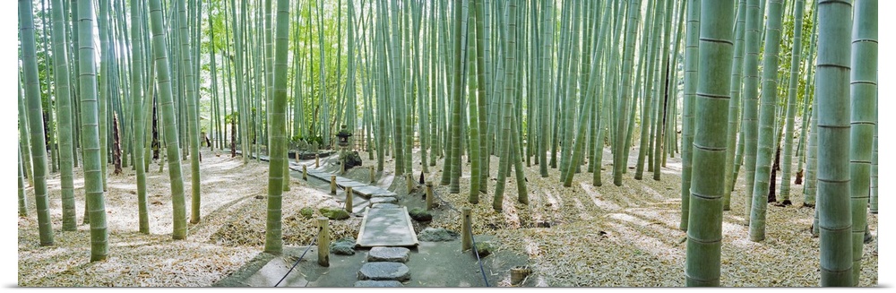 Bamboo trees at a temple, Hokokuji Temple, Kamakura, Kanagawa Prefecture, Kanto Region, Honshu, Japan