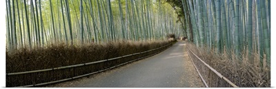 Bamboo trees in a forest, Arashiyama, Kyoto Prefecture, Japan