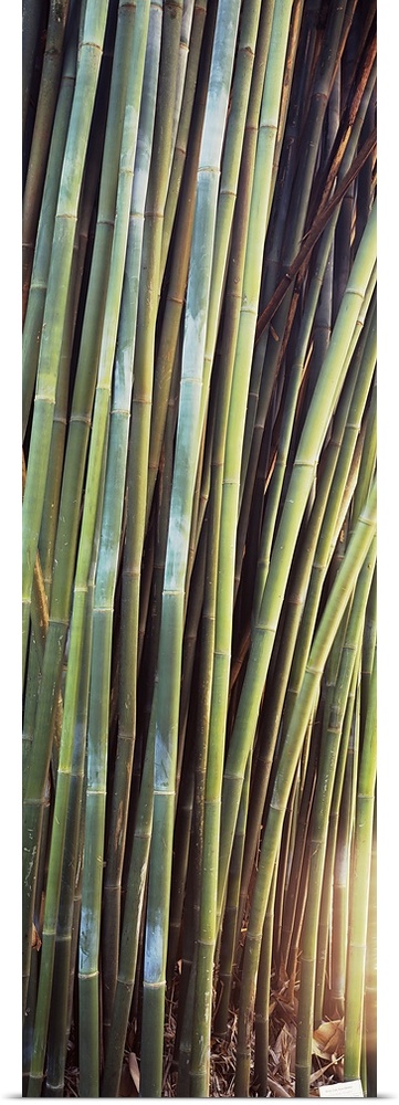Bamboo, Kanapaha Gardens, Gainesville, Florida