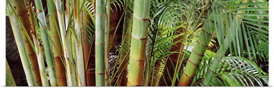 Bamboo trees in a garden, Sunken Garden, St. Petersburg, Florida