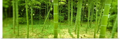Bamboo trees in a park, Tokyo Prefecture, Kanto Region, Honshu, Japan