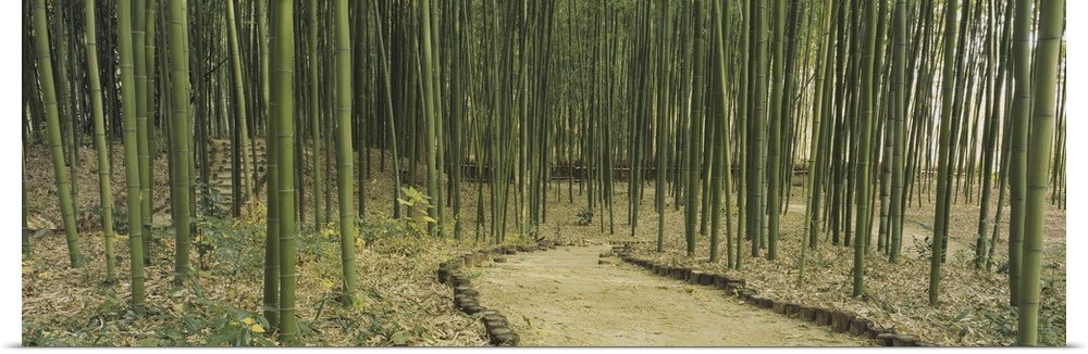Panoramic image of a forest of bamboo along a trail in Kyoto, Japan.