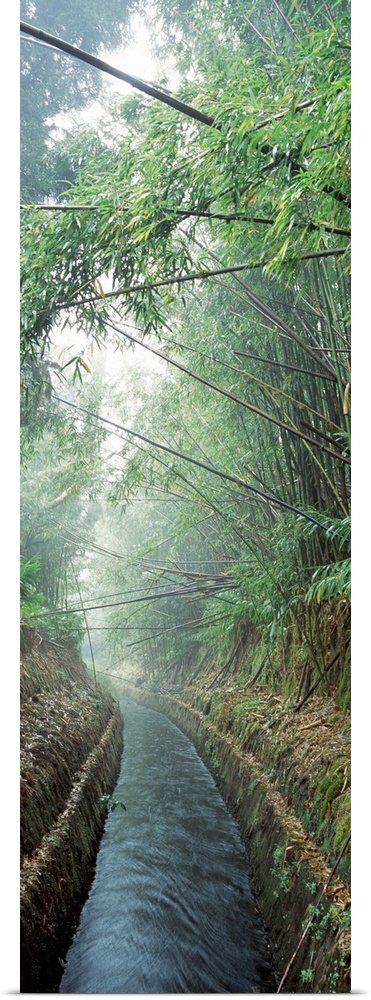 A small canal passes through a misty bamboo forest on a Hawaiian island in this vertical photograph wall art.
