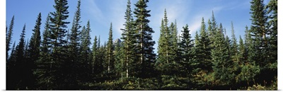 Banff Pine Trees, Alberta, Canada