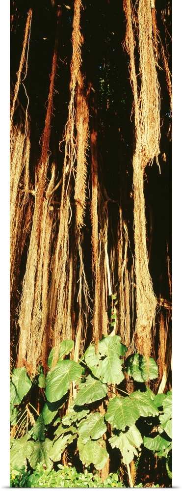 Banyan Tree HI